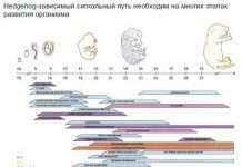 Дрозофіли показують кроки у розвитку ракової клітини