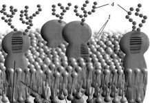 Епігенетика є критичним фактором в гомосексуалізмі
