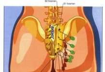 Тазовий біль в суглобах — чому жінки отримують його?