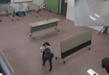 «Радіокерована» собака – новітня розробка вчених