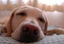 Скільки нам потрібно сну, щоб бути продуктивними?