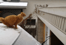 20 речей, які дійсно необхідні автомобілісту взимку