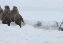 Верблюд граючись витягнув вітчизняний позашляховик зі снігу: відео