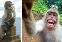 Що селяни – то і мавпі: 40 фотогенічних приматів, які можуть втерти ніс деяким інстаграмерам