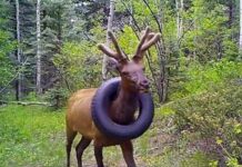 Лось два роки ходив з покришкою на шиї