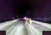 Новий porsche і старий citroen-хто краще в» лосиному “тесті