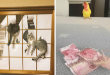 20 тварин-хуліганів, які досягли рівня ніндзя в мистецтві витівок і пустощів