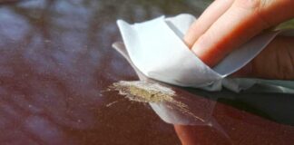 Пташиний послід і ваш автомобіль: посібник із безпечного очищення та захисту лакофарбового покриття